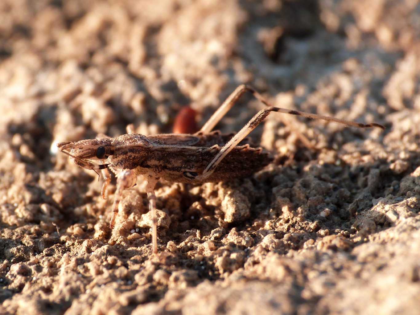 Reduviidae: nnfa di Oncocephalus del Lazio (Rm)